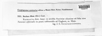 Sphaerellopsis filum image
